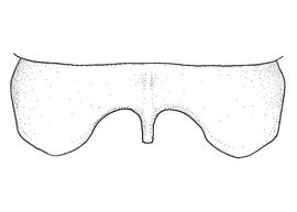   Anthidium tenuiflorae  male, diagram showing dorsal view of seventh tergum (T7), diagram from Gonzalez and Griswold 2013 
